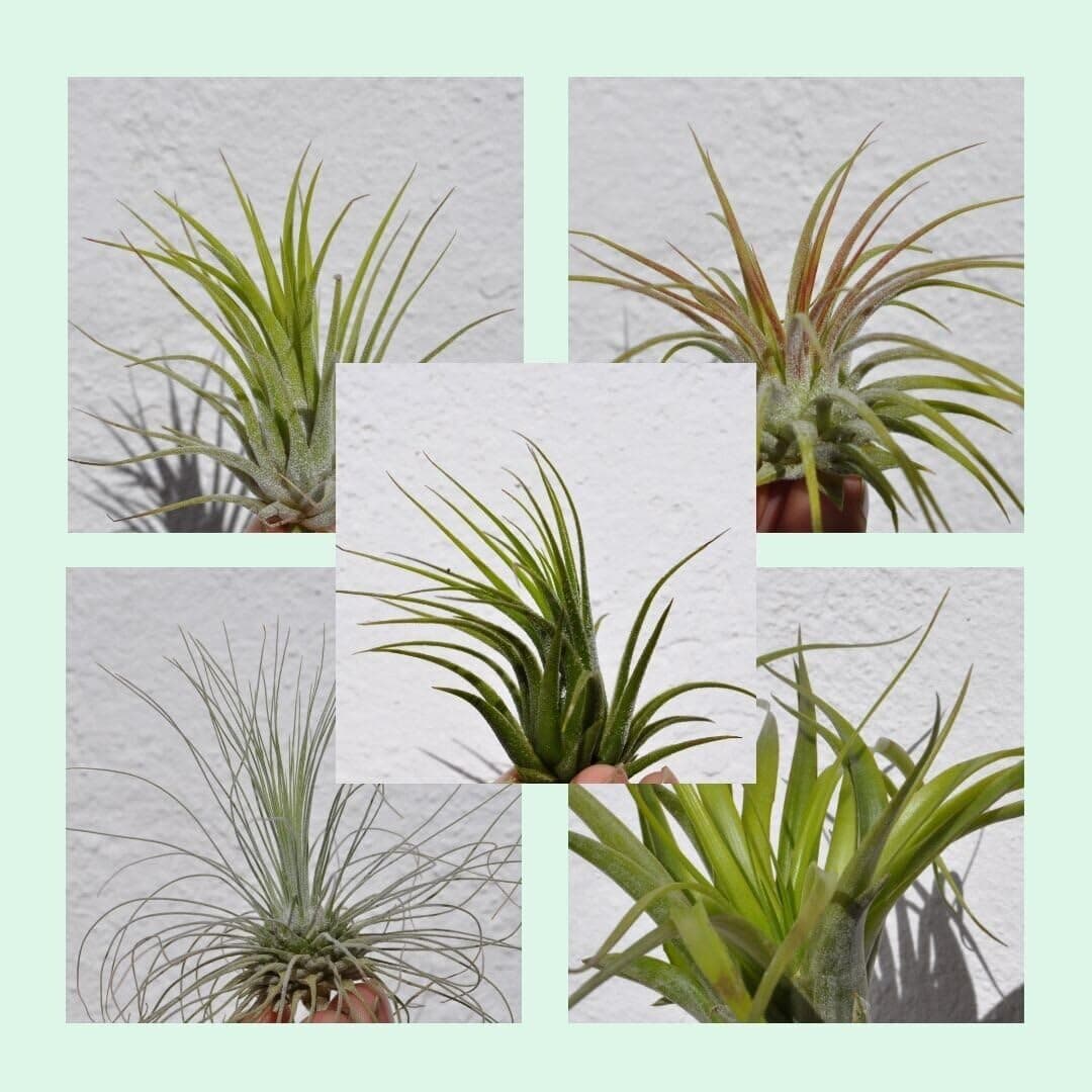 Lote Iniciación 5 Plantas del Aire; plantas del aire, tillandsias, 5 ejemplares diferentes; Curiosarium; tamaños varios