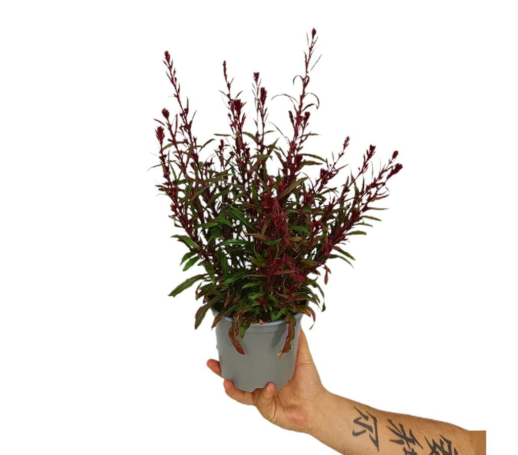 Gaura M14