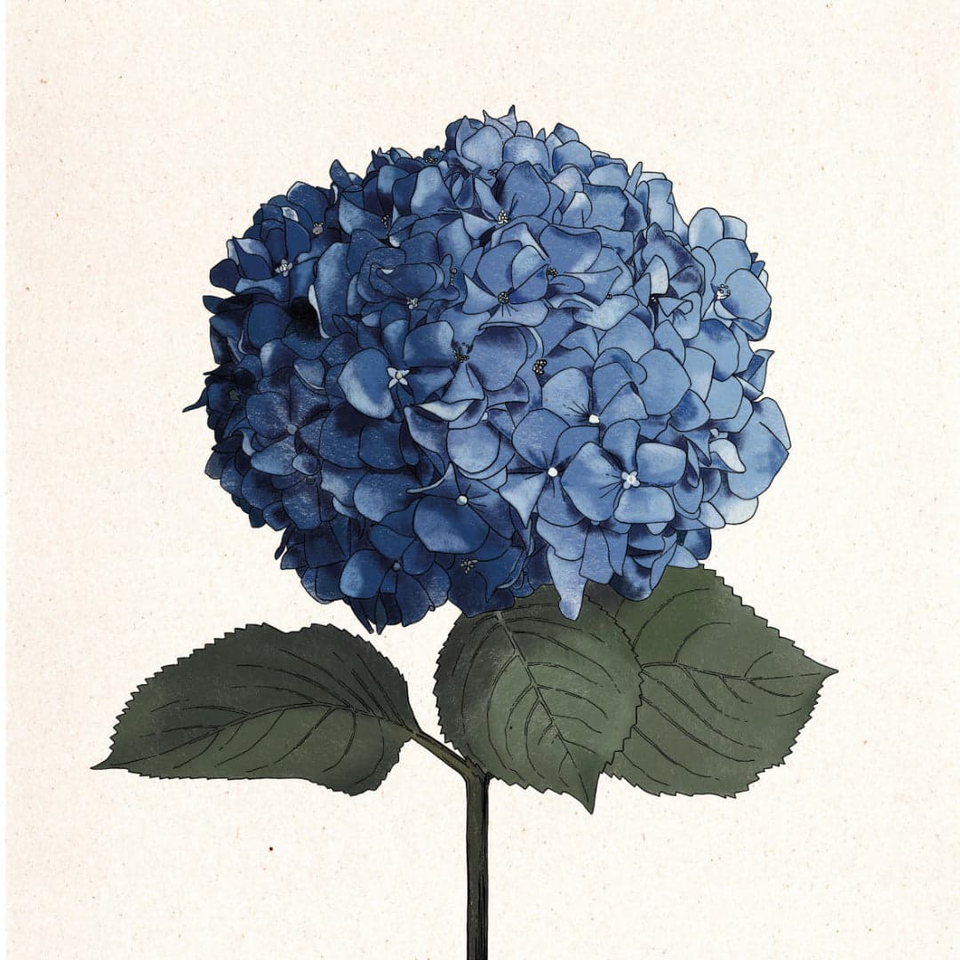 Print Hortensia - Laura Agustí