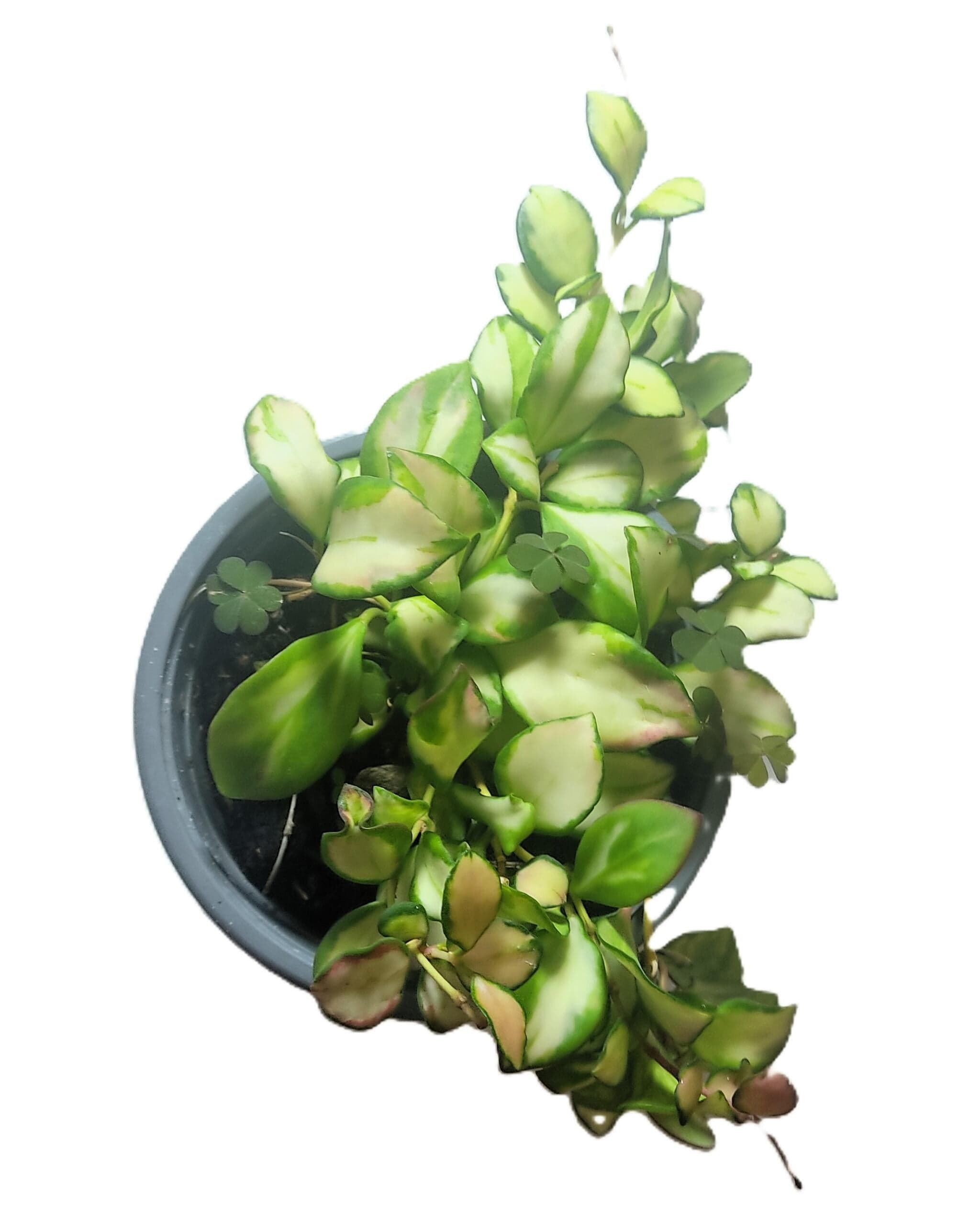 Hoya Heuschkeliana 'variegata'; Planta Flor De Cera Colgante; Curiosarium; Maceta 12 Cm