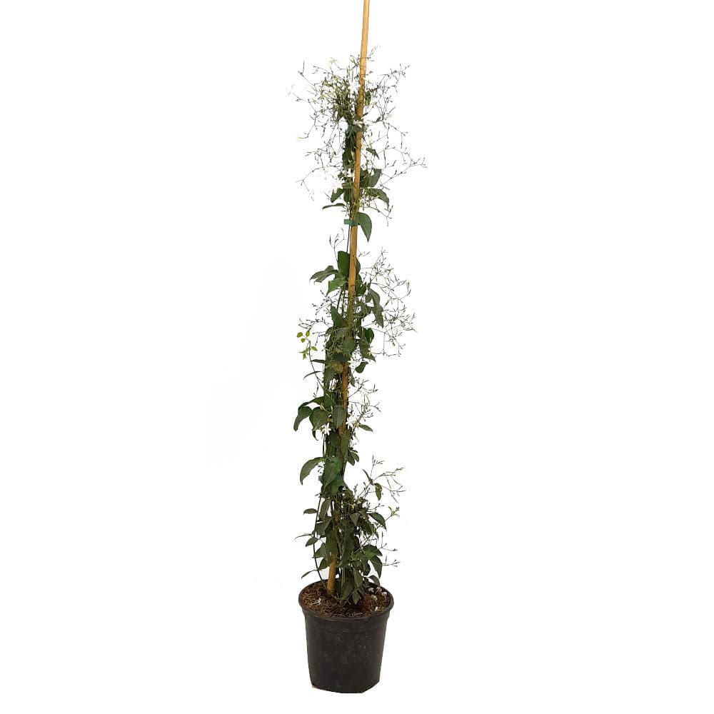 Jasminum Azoricum 180cm M20 (jazmín De Las Azores)